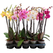 Phalaenopsis